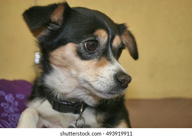 SMALL DOG
