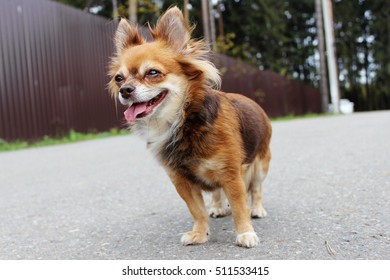Small dog