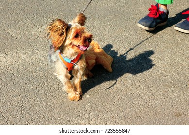 a small dog