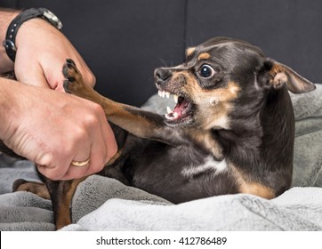 Small dog aggression - Shutterstock ID 412786489