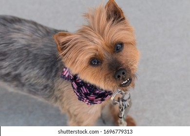 Small Dog With An American Flag Bandana Looking Up.