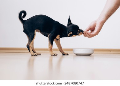 Small dog asks to be fed by human. Chihuahua eats food from white bowl, and man feeds her - Powered by Shutterstock