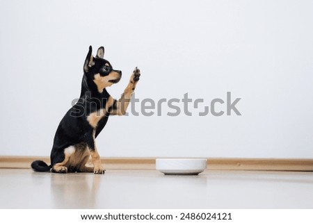 Small dog asks to be fed by human. Chihuahua eats food from white bowl, and man feeds her