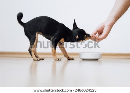 Small dog asks to be fed by human. Chihuahua eats food from white bowl, and man feeds her