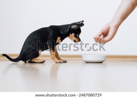 Small dog asks to be fed by human. Chihuahua eats food from white bowl, and man feeds her