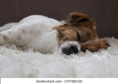 A Small Dog Asleep On A Shag Carpet.