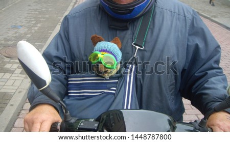 Small dog in the bag with motorcycling glasses is going for a drive with his owner