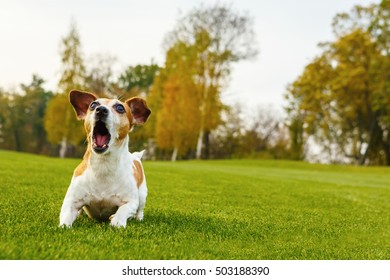 Small Dog Barking (screaming, Talking, Complaining). Attacking Jack Russell Terrier. Lying On Natural Background Green Grass With Trees. 