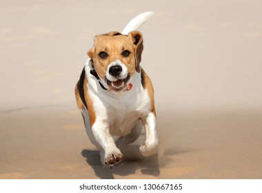 Small Dog, Beagle Puppy Playing With Frisbee On Beach