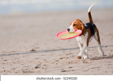 Small Dog, Beagle Puppy Playing With Frisbee On Beach