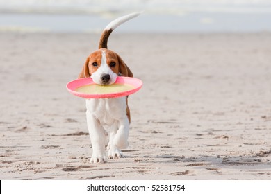 Small dog, beagle puppy playing with frisbee on beach