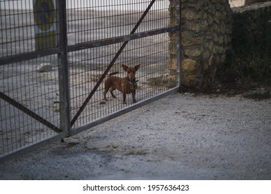 A Small Dog Behind A Fence Outdoors