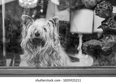 A Small Dog Behind A Window In A Shop