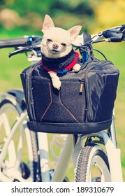 small dog in a bicycle bag in the park