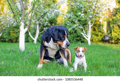 Small Dog And Big Dog Best Friends, Large Swiss Mountain Dog  And Jack Russell Terrier On A Background Of Greenery In The Garden In Summer, Two Pets, Couple Of Friends.