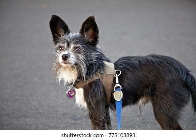 Small Dog With Big Ears