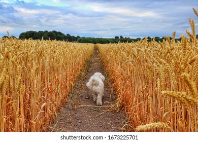 Small Dog In Big Open Field 