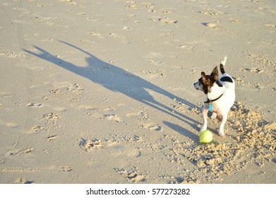 Small Dog Big Shadow