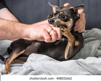 Small Dog Bites The Owner