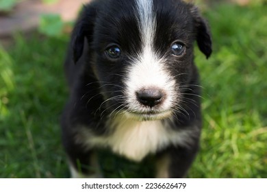 small dog, black and white puppy - Shutterstock ID 2236626479