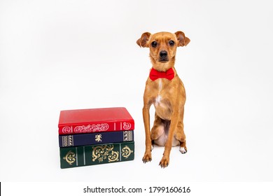 Small Dog With A Bow Tie Next To A Pile Of Old Books. Student Puppy In White Background