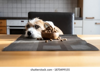 Small Dog With A Bowl Of Dry Food At A Table. Refuse Feed, Sick, Close-up, Private Kitchen.