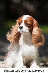 Small dog breed Cavalier King Charles Spaniel
