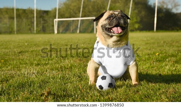 Small Dog Breed Pug Sits On Stock Photo Edit Now 1399876850