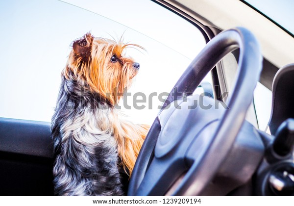 A small dog of breed  Yorkshire Terrier in the car\
is waiting for the owner