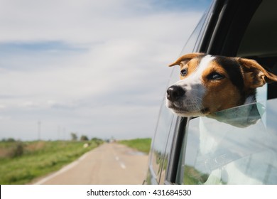 Small Dog Breeds Jack Russell Terrier Rides In A Car Leaning Out Of The Window On A Summer Day