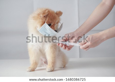 Small dog breeds or Pomeranian with brown hairs sitting on the white table with white background and wearing mask for protect a pollution or disease. It was injected vaccine with syringe by owner