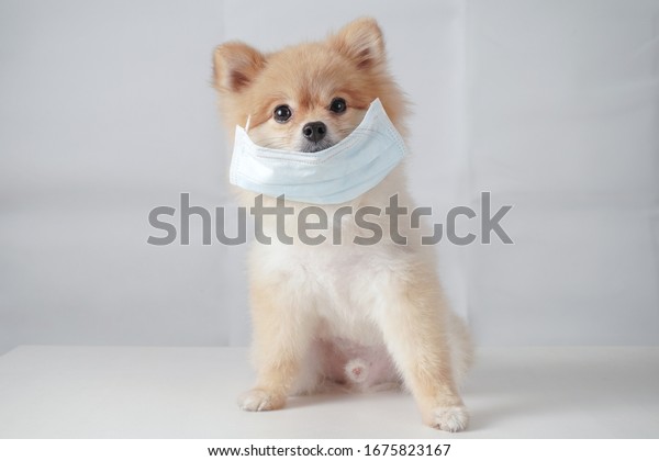 Small Dog Breeds Pomeranian Brown Hairs Stock Photo (Edit