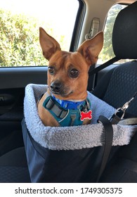 Small Dog In A Car Seat, Safety First!