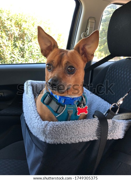 small dog in a car seat,\
safety first!