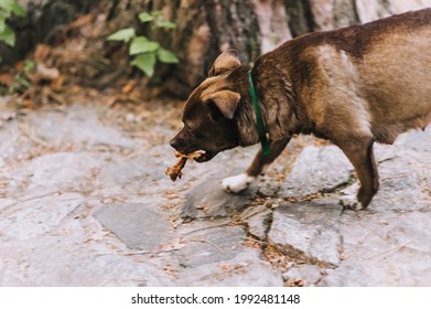 A Small Dog Carries A Bone With Meat In Its Mouth To Bury It. Animal Thief.