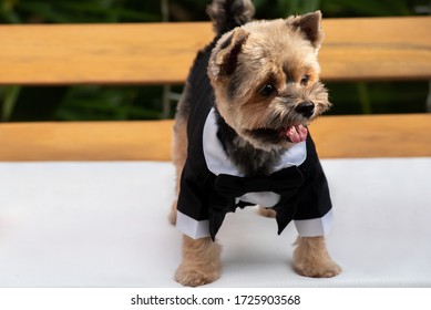 
Small Dog In Chair Dressed For The Wedding.