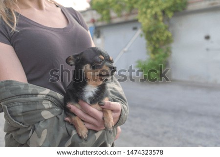 small dog chihuahua in the girl's hands. Chihuahua dog in the arms of his mistress on the background of military jacketsDog is a friend of man. Black-brown-white dog.The dog is cuddling.