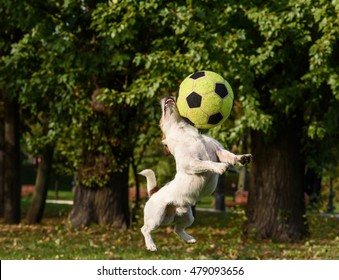 Small Dog Clashes With Big Football (soccer) Ball