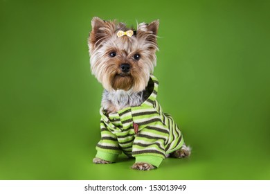 Small Dog In Clothes Isolated On A Colored Background