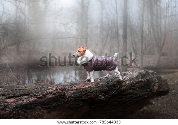 Small dog in the coat\
on the lake, in the forest, autumn mood. Breed Jack Russell\
Terrier. a pet in nature.