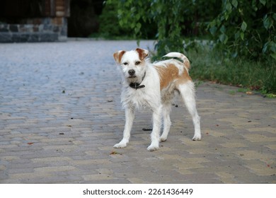 Small dog with collar looks at camera
