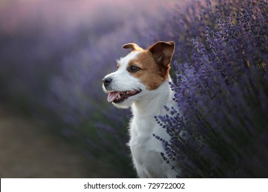 A small dog in the colors of lavender, breed Jack Russell terrier. Lavender field, Provence