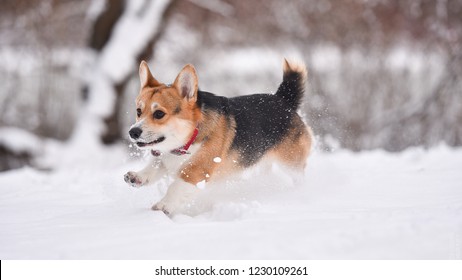 Small Dog Corgi Winter Snow Play