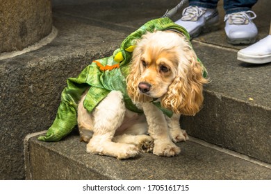 A Small Dog In A Dinosaur Costume At A Halloween Costume Contest