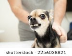 small dog does not allow himself to be stroked, grins and bites, dangerous little dog