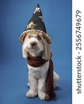 A small dog dons a pointed wizard hat, sitting gracefully against a blue studio background. The whimsical setup adds a playful touch to the elegant portrait.