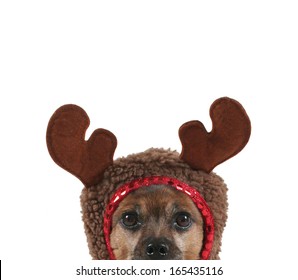 A Small Dog Dressed Up As A Reindeer