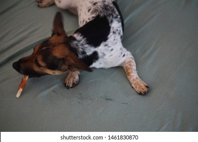 A Small Dog Is Eating On The Bed. Dirty Bed Sheet