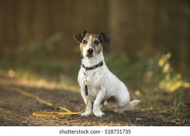 Small Dog In The Forrest On The Long Leash Trailing