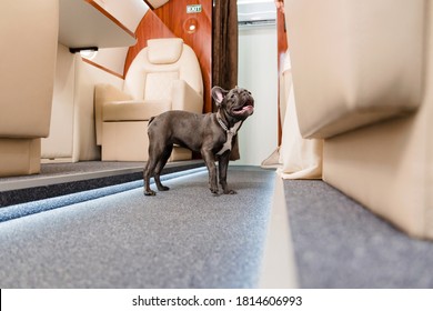 Small Dog French Bulldog On Board Of Plane, Selective Focus